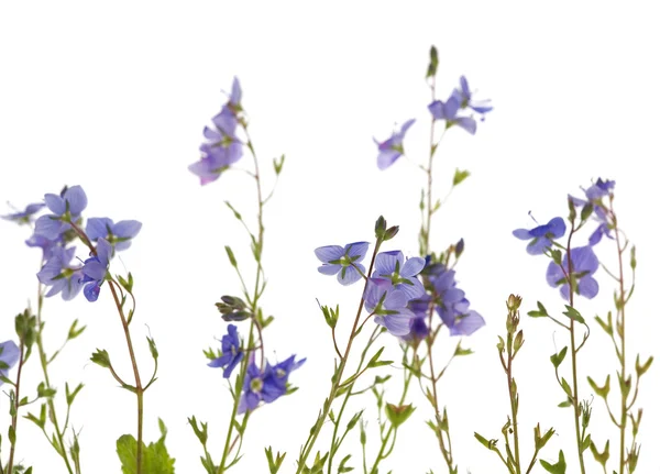 Flores azuis isoladas — Fotografia de Stock