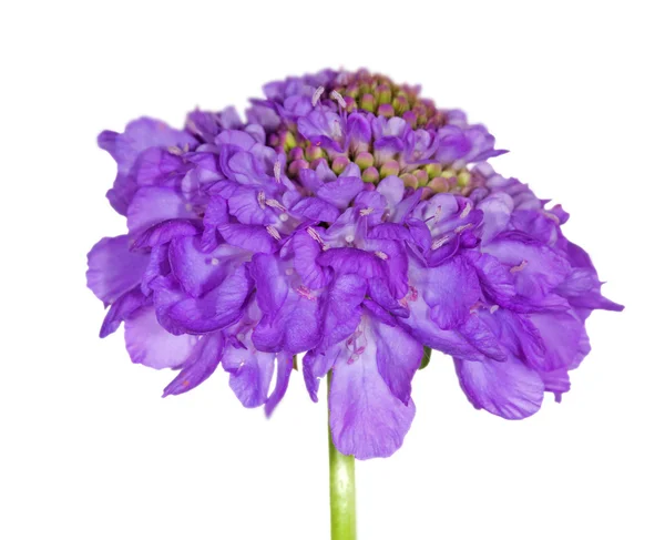 Isolierte lila Farbe Blume — Stockfoto
