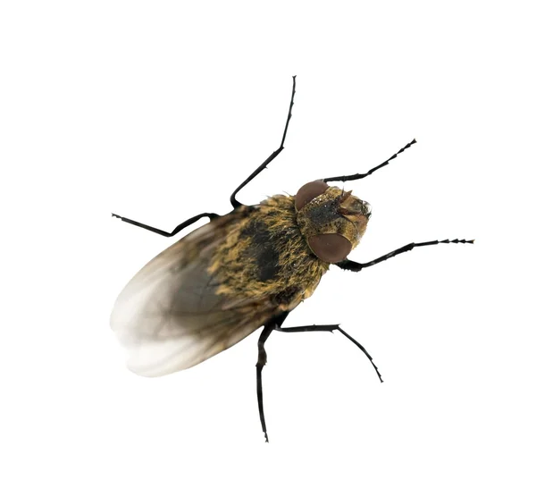 Серая муха — стоковое фото