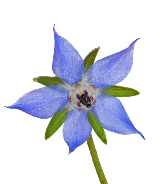 Изолированный на белом голубом цветке — стоковое фото