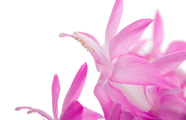 Fiori rosa isolati su bianco — Foto Stock