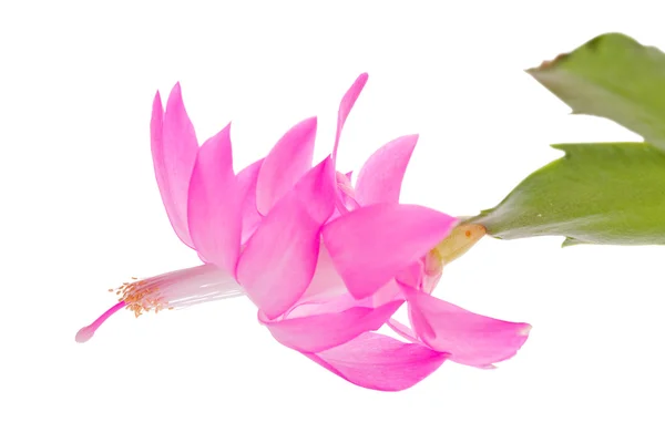 Fiore di cactus rosa — Foto Stock