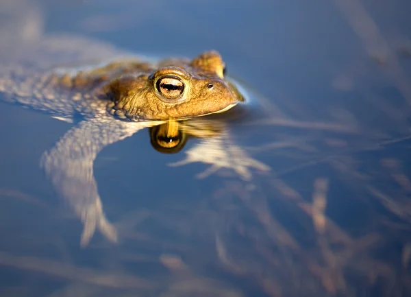 漂浮在池塘中的青蛙 — 图库照片