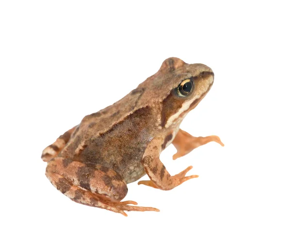 Brązowy żaba na białym tle — Zdjęcie stockowe