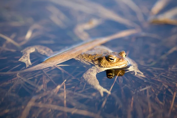 Sudaki kurbağa — Stok fotoğraf