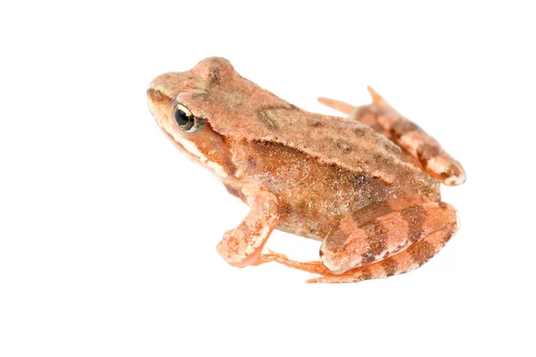 Brązowy młodych żaba — Zdjęcie stockowe