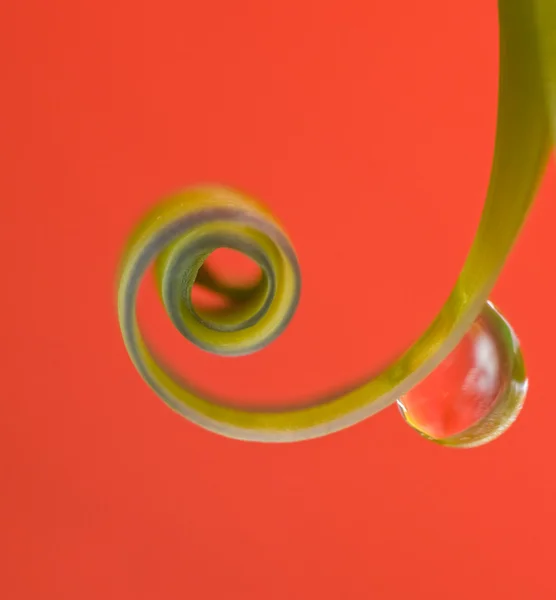 Small drop on floral curl — Stock Photo, Image