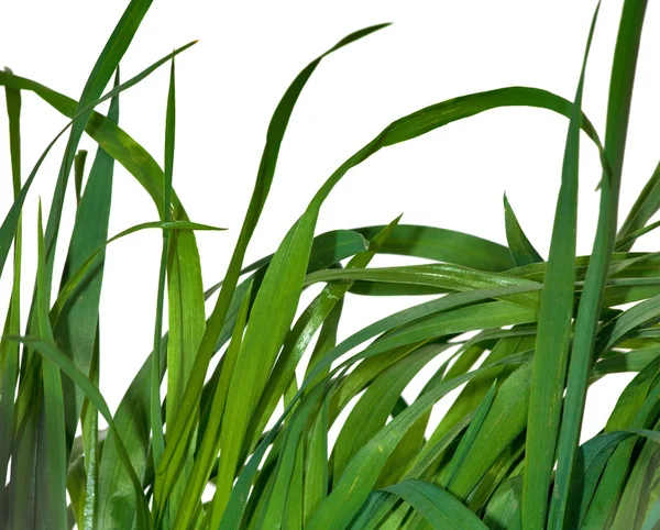 Groen gras op wit — Stockfoto