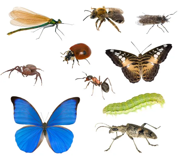 Diferentes insetos macro — Fotografia de Stock