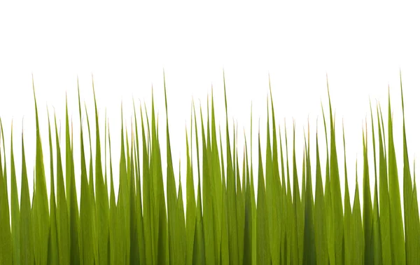 Succulent green grass — Stock Photo, Image