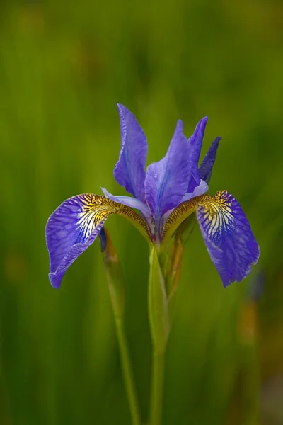 Flor de iris única — Foto de Stock