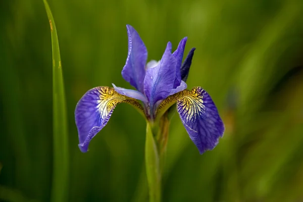 Blue iris flower — Stock Photo, Image