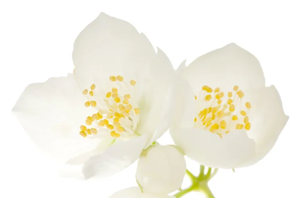 Geïsoleerde jasmin bloemen — Stockfoto