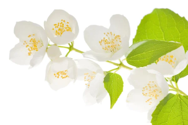 Kwiaty na białym tle jasmin — Zdjęcie stockowe