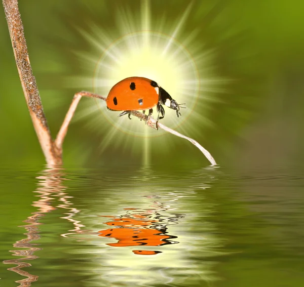阳光明媚的瓢虫 — 图库照片