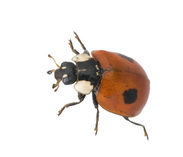 Ladybug with two pints — Stock Photo, Image