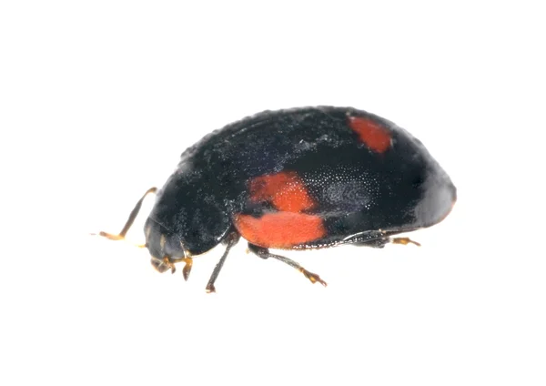 Black ladybug on white — Stock Photo, Image