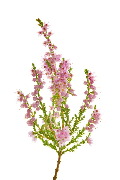 Izole heather — Stok fotoğraf