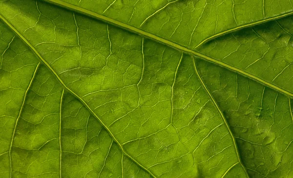 Green leaf macro — Stock Photo, Image
