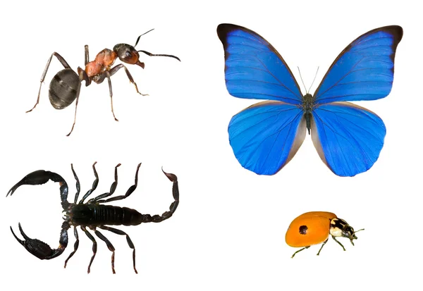 Mier, vlinder, scorpion en lieveheersbeestje — Stockfoto