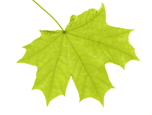 Groene esdoornblad — Stockfoto