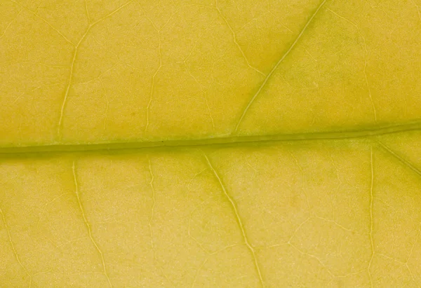 Світло-жовтий фон листя — стокове фото