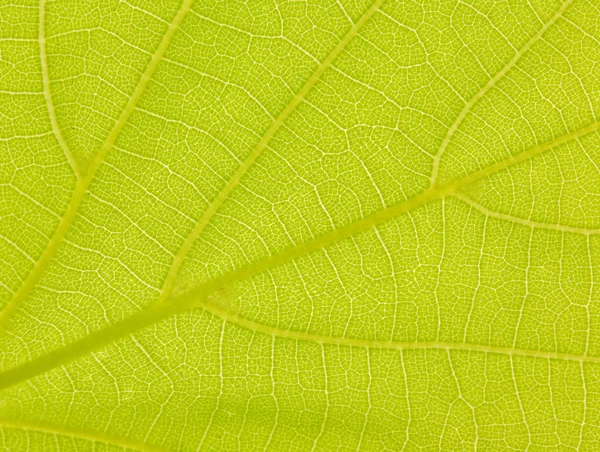 緑の葉の部分 — ストック写真