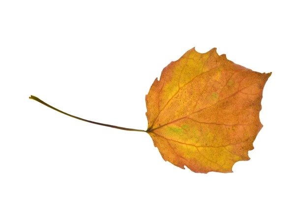 Foglia arancione autunno — Foto Stock