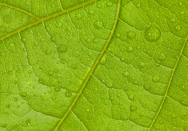 Maple leaf with drops — Stock Photo, Image