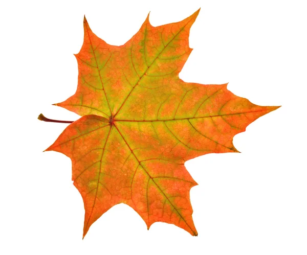 Red and green maple leaf — Stock Photo, Image