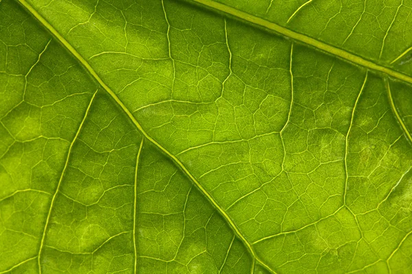 Pozadí nových zelených listů — Stock fotografie