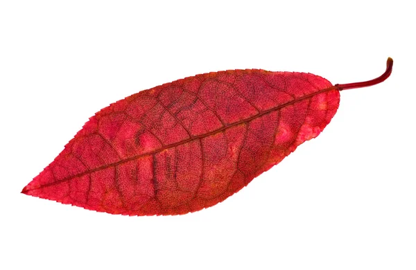 Long red leaf — Stock Photo, Image