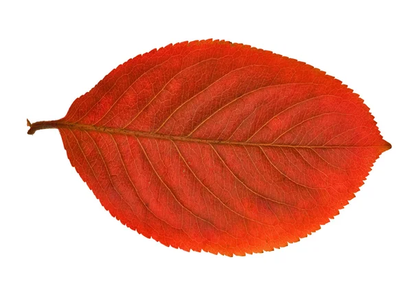 Bright red leaf — Stock Photo, Image