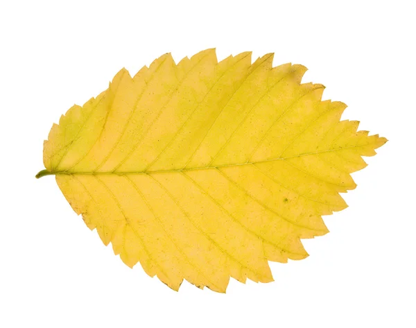 Φωτεινό κίτρινο φύλλο — Φωτογραφία Αρχείου
