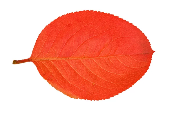 Ljusa isolerade röda blad — Stockfoto