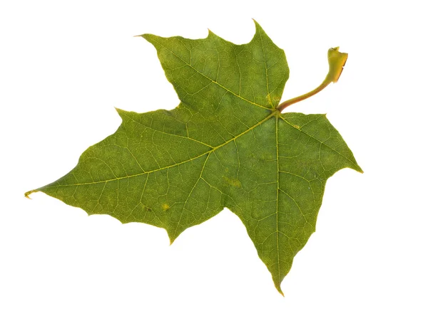 Green isolated leaf on white — Stock Photo, Image