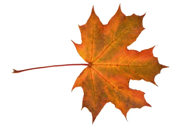 Červený podzim javorový list — Stock fotografie