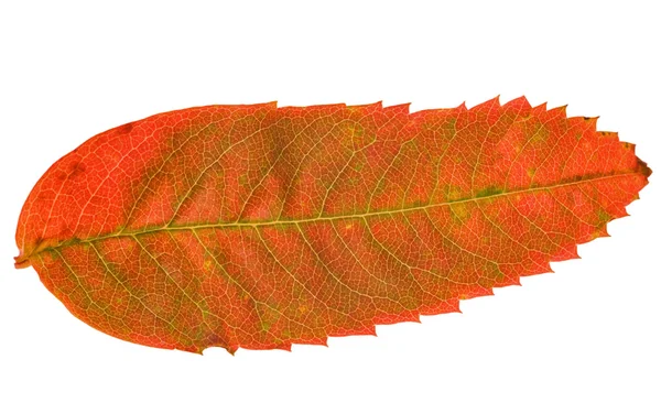 Long red rowan leaf — Stock Photo, Image