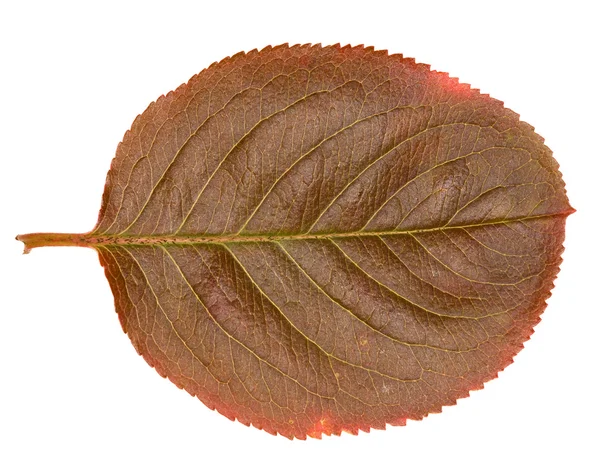 Dark leaf isolated on white — Stock Photo, Image