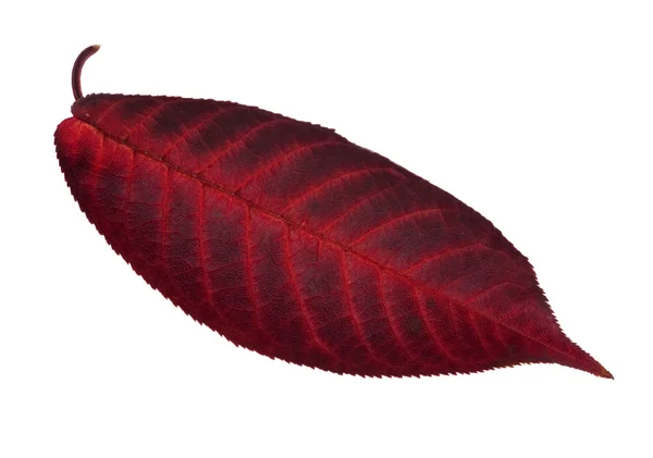 화이트에 어두운 붉은 잎 — 스톡 사진
