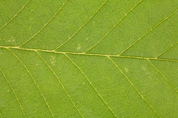 Green foliage macro — Stock Photo, Image