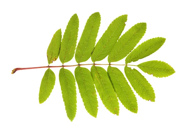 로 웬 녹색 잎 — 스톡 사진