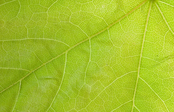 Új maple leaf makró — Stock Fotó