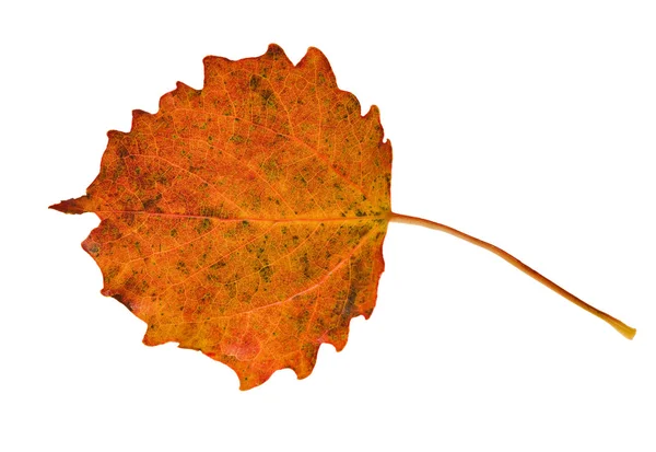 Autumn asp leaf on white — Stock Photo, Image