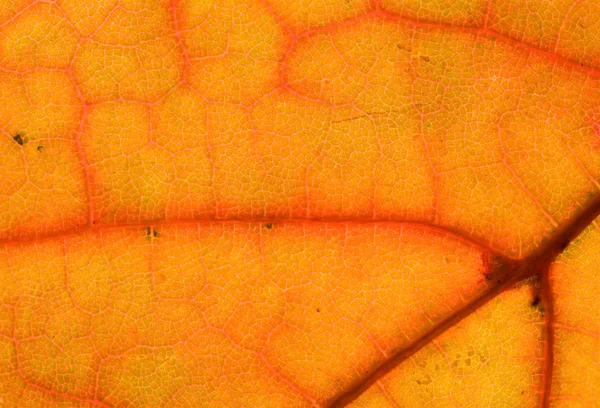 Orangefarbenes Ahornblatt — Stockfoto