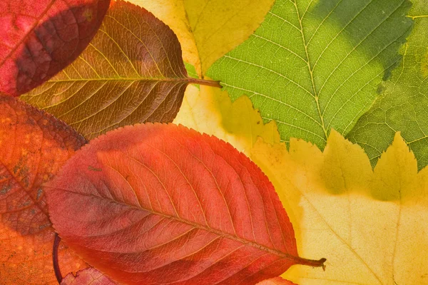 Červené, žluté a zelené listy — Stock fotografie