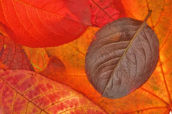Red fall leaves background — Stock Photo, Image