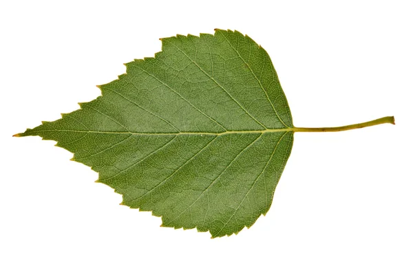 Green birch leaf — Stock Photo, Image