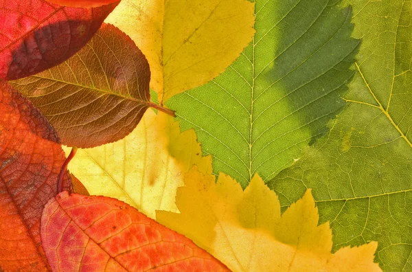 Color autumn leaf background — Stock Photo, Image