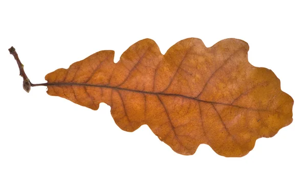 갈색 오크 단 하나 잎 — 스톡 사진